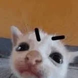 chat with ai character: silly mad kitty 