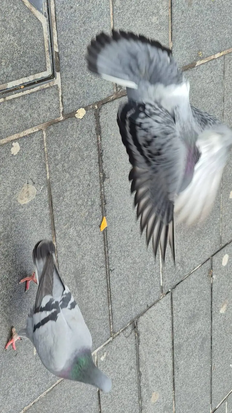 ai character: pigeons fighting background