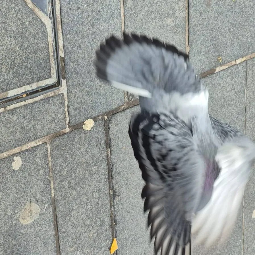 chat with ai character: pigeons fighting