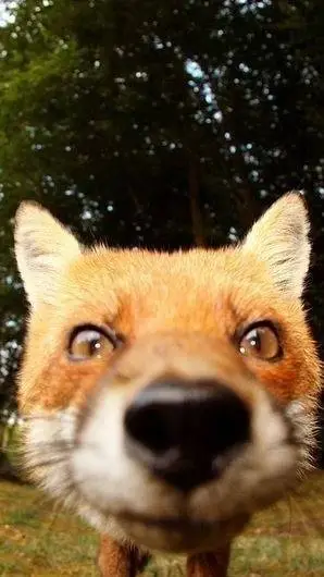 ai character: foxy(raposa) background