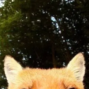 chat with ai character: foxy(raposa)