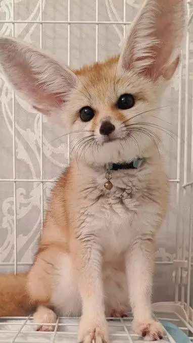 ai character: Yara(raposa) background