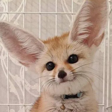 chat with ai character: Yara(raposa)