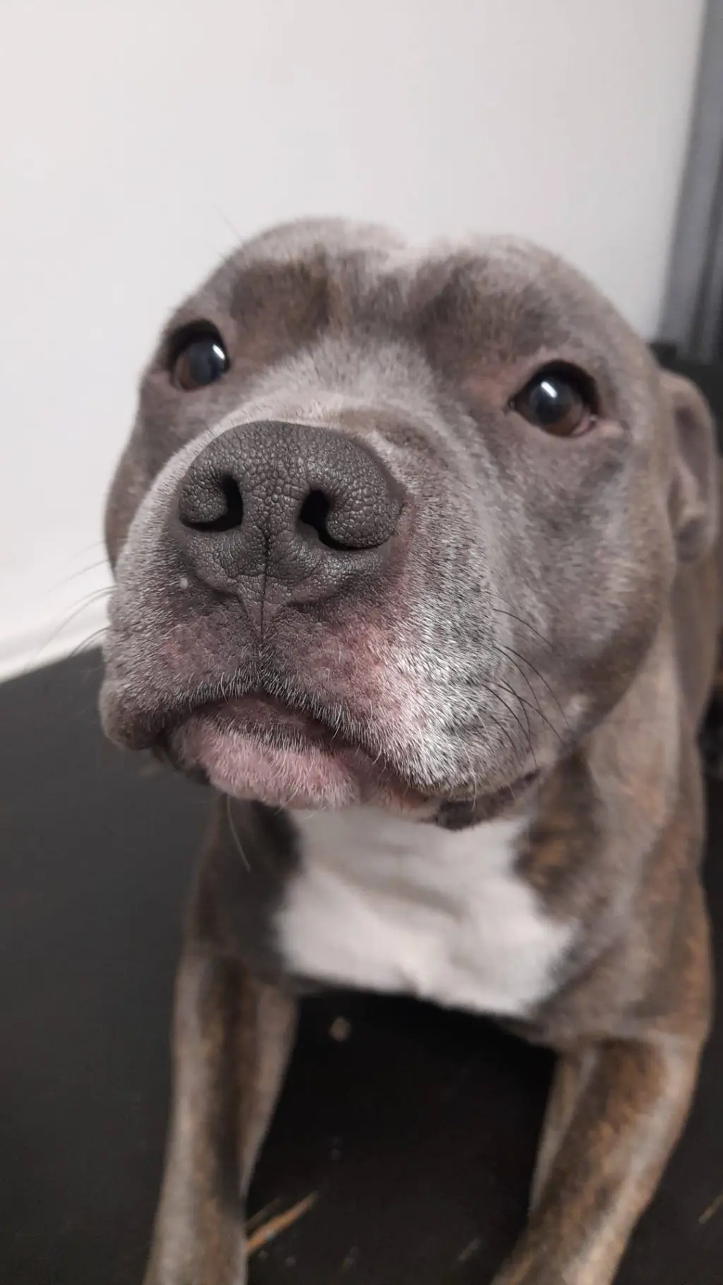 ai character: dsmp background