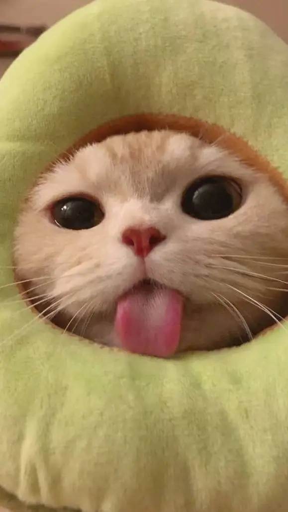 ai character: avcodocat background