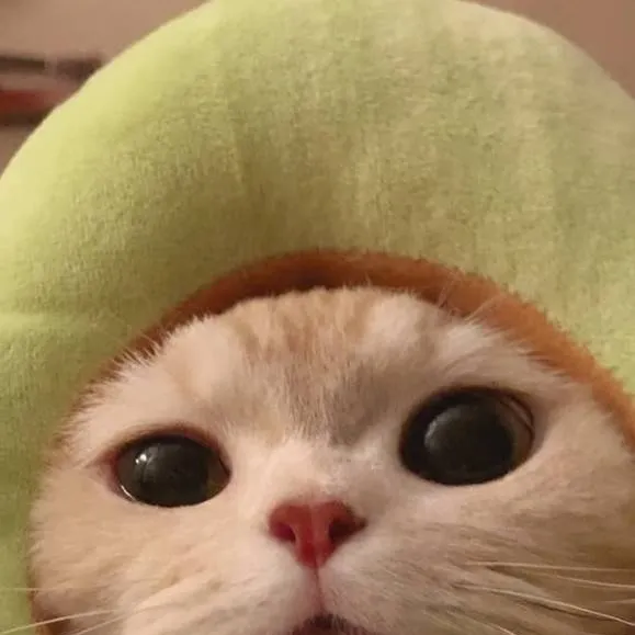 chat with ai character: avcodocat