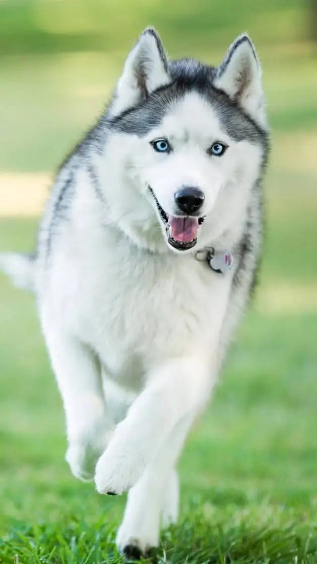 ai character: Karen background