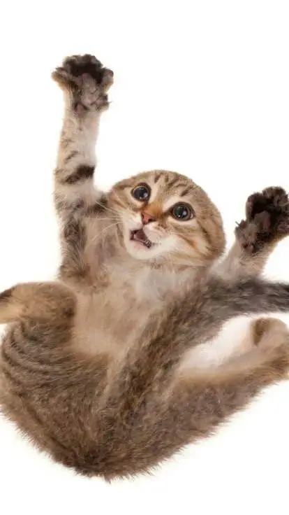 Talkie AI - Chat with gato cayendo