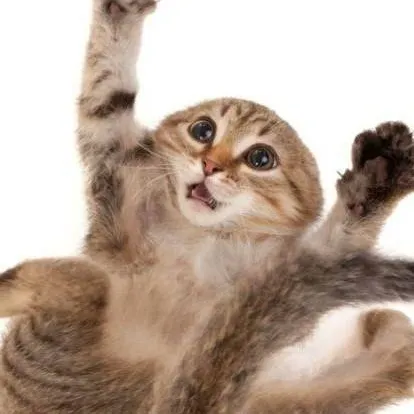 chat with ai character: gato cayendo