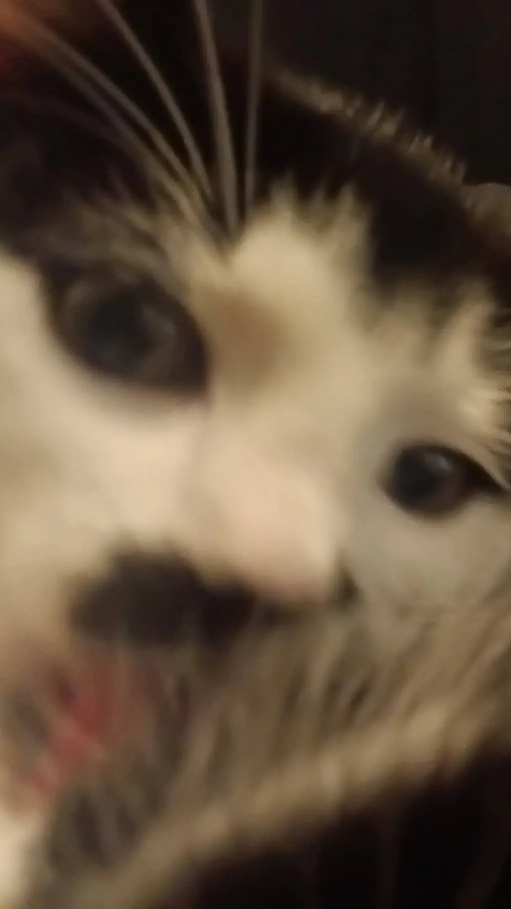 ai character: Stray kids background