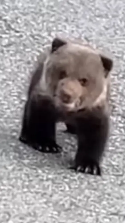 ai character: bear cub background
