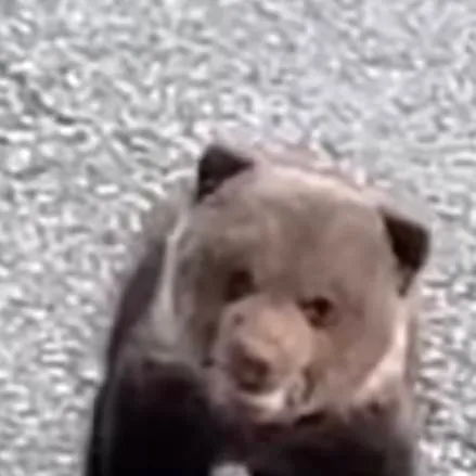 chat with ai character: bear cub