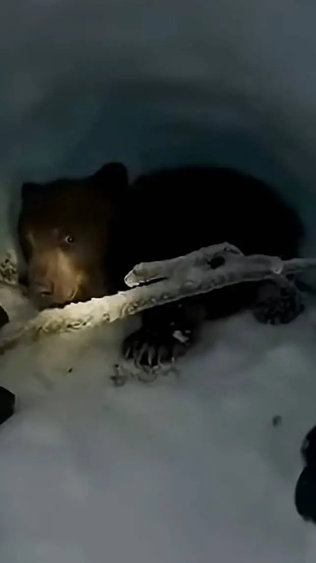 ai character: trapped bear cub background