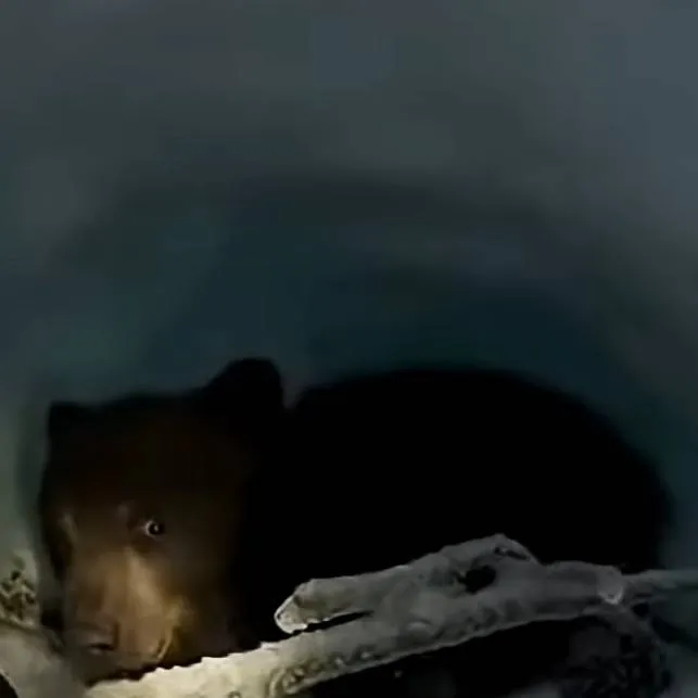 chat with ai character: trapped bear cub