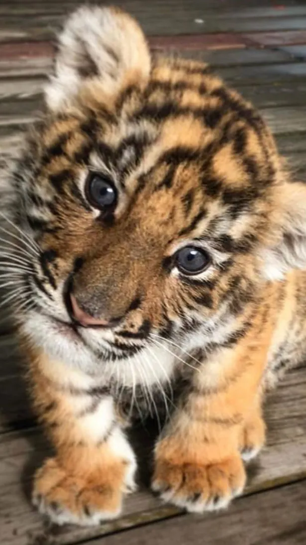 ai character: V-tuber background