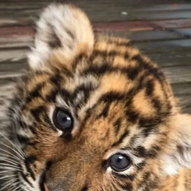 chat with ai character: V-tuber