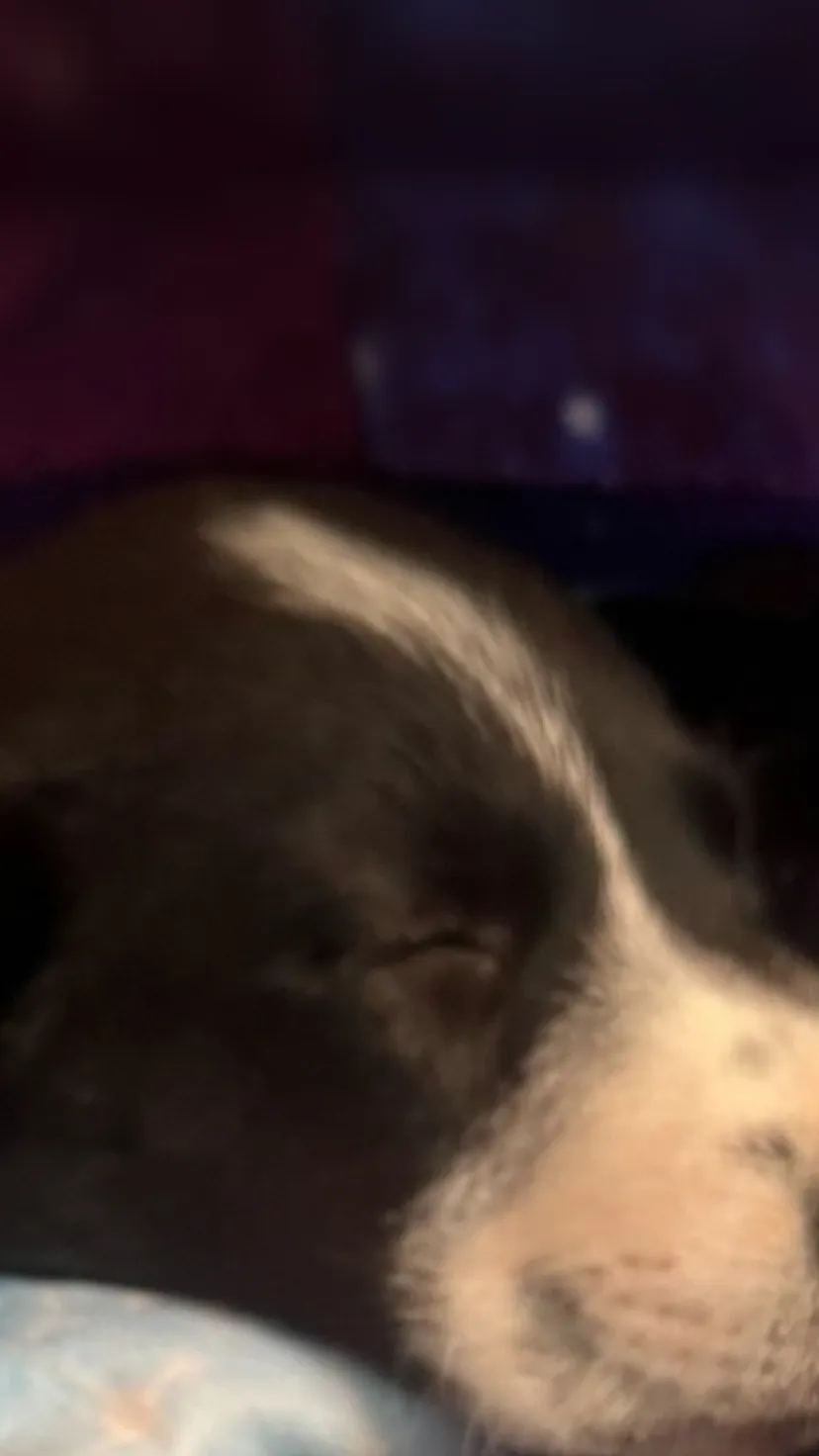 Talkie AI - Chat with Lulu - dog