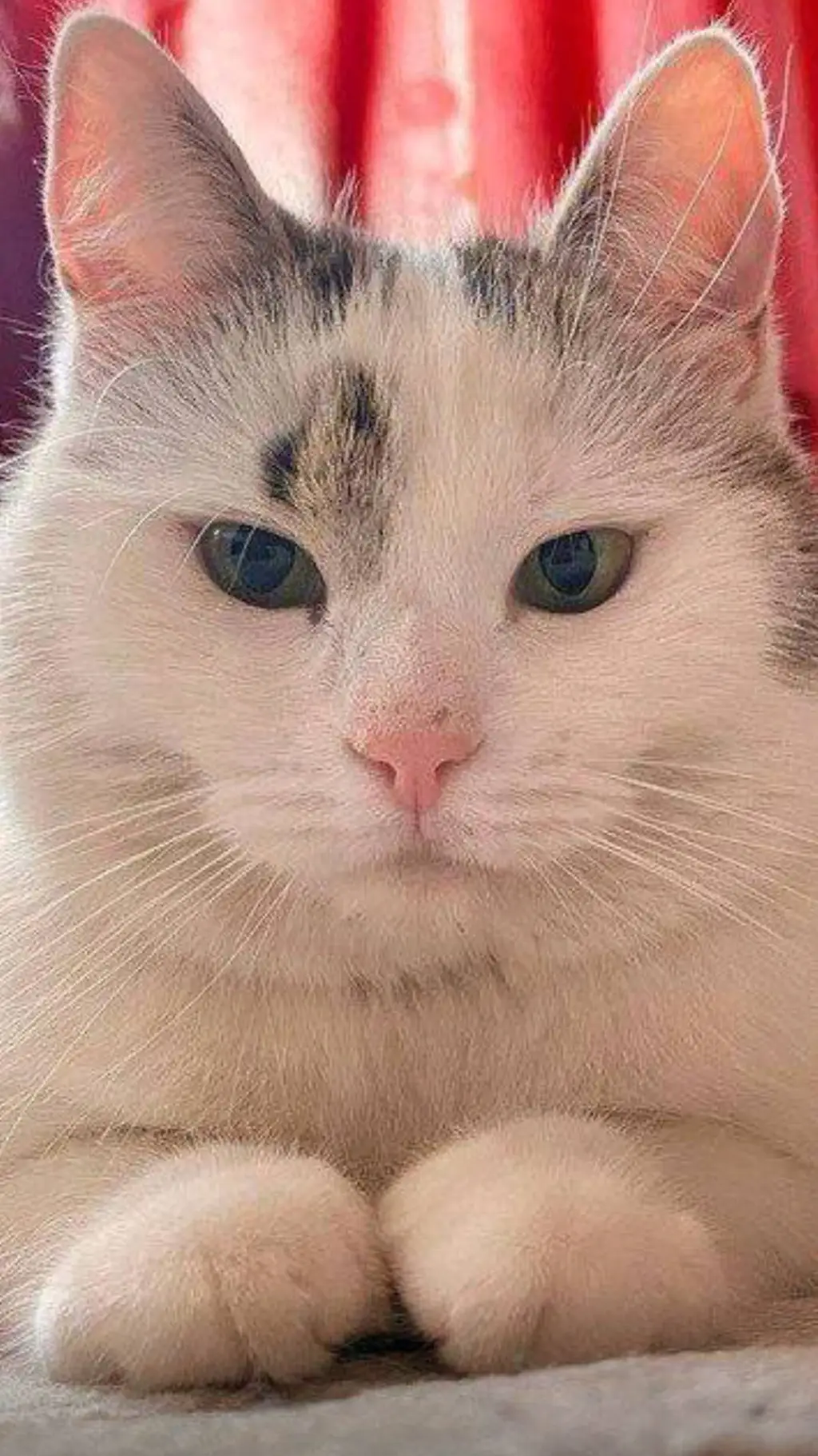 ai character: °•Мурка•° background