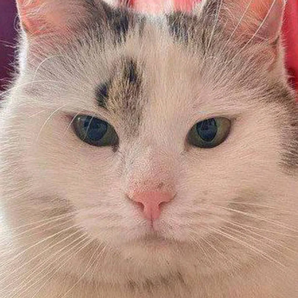 chat with ai character: °•Мурка•°