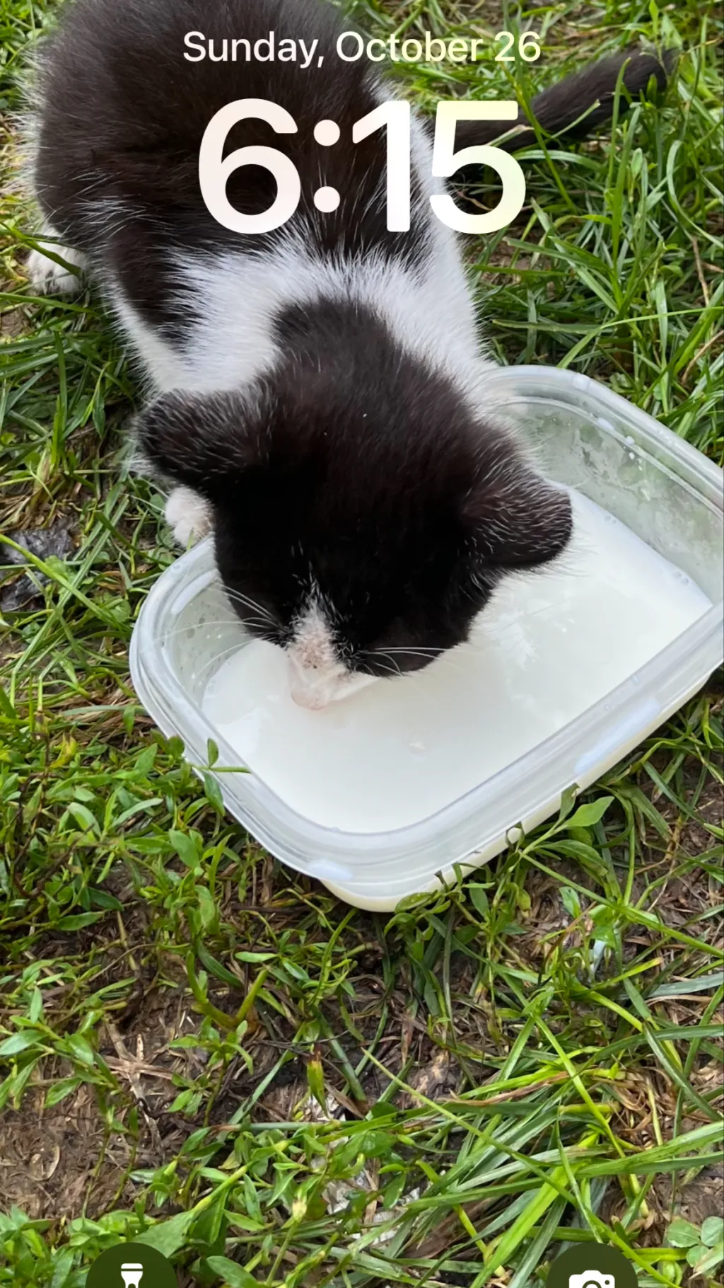 ai character: Experiment 336 background