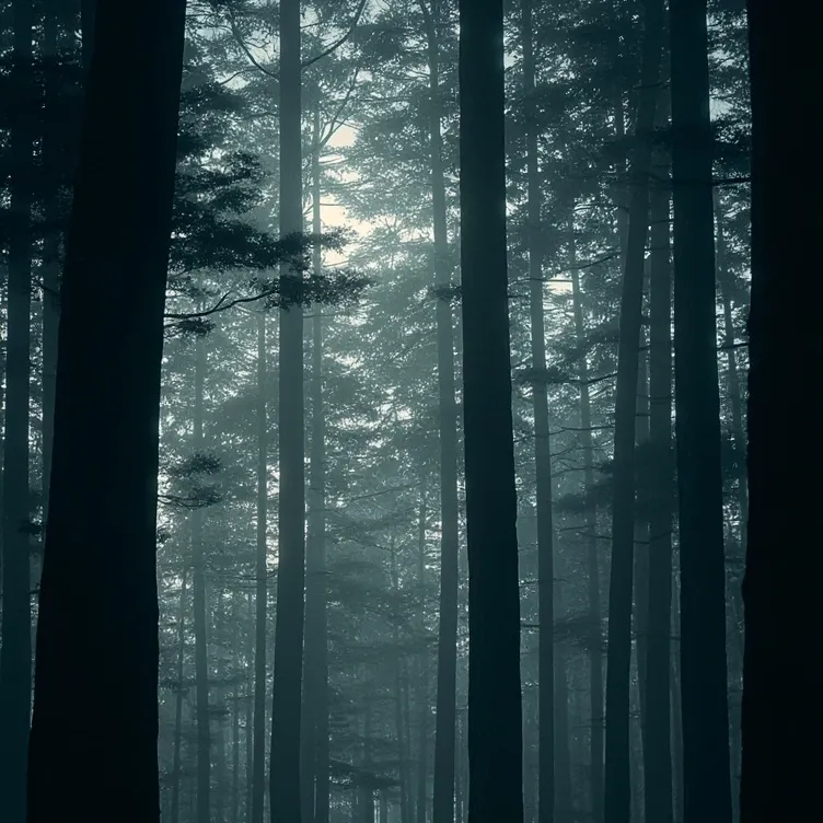 chat with ai character: Aokigahara Forest