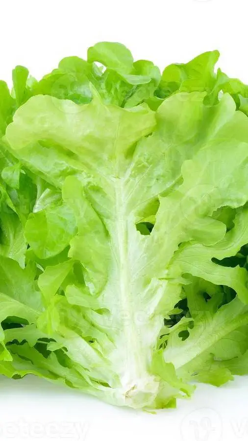 ai character: lettcuey background