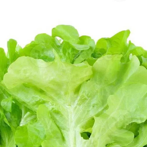 chat with ai character: lettcuey