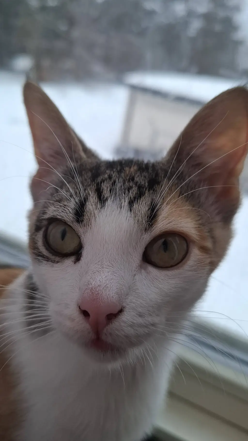 Talkie AI - Chat with GreyStar