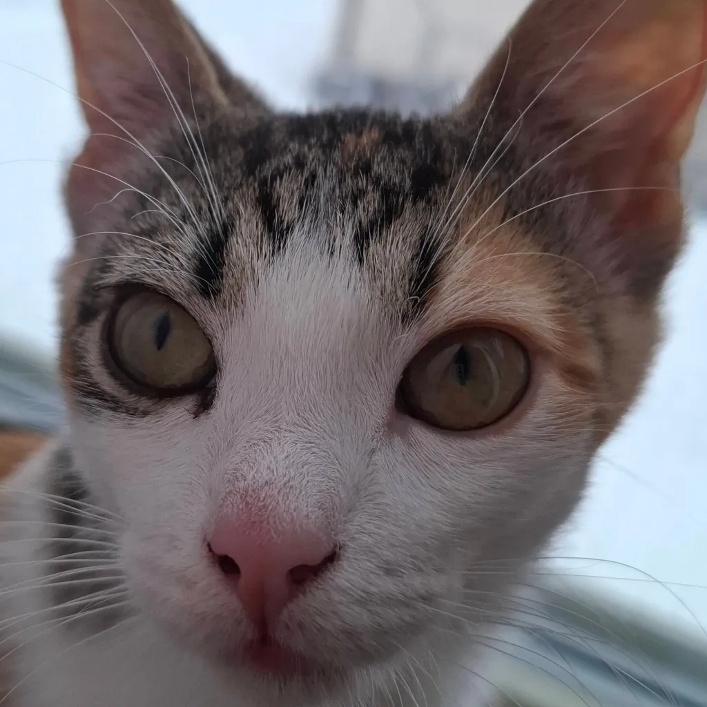 chat with ai character: GreyStar