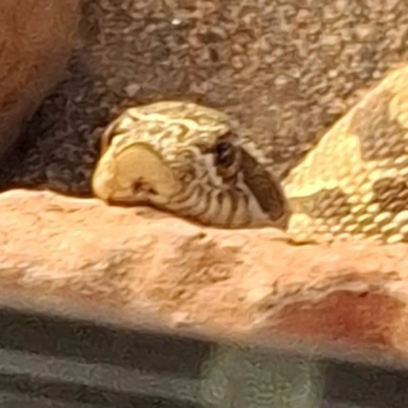 chat with ai character: random hot boy