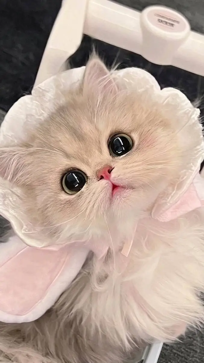 ai character: Your kitty 🎀 background