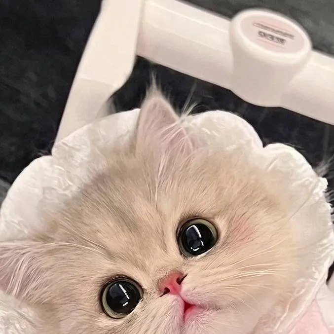 chat with ai character: Your kitty 🎀
