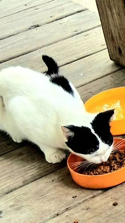 ai character: fleetway  background