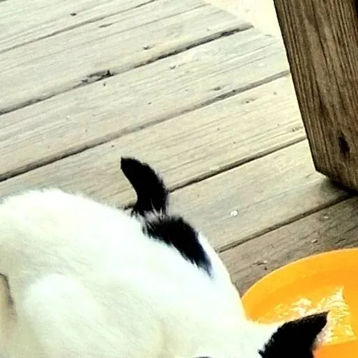 chat with ai character: fleetway 