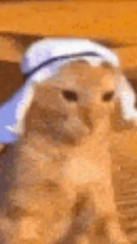 ai character: Arabian cat meme background