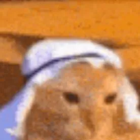 chat with ai character: Arabian cat meme