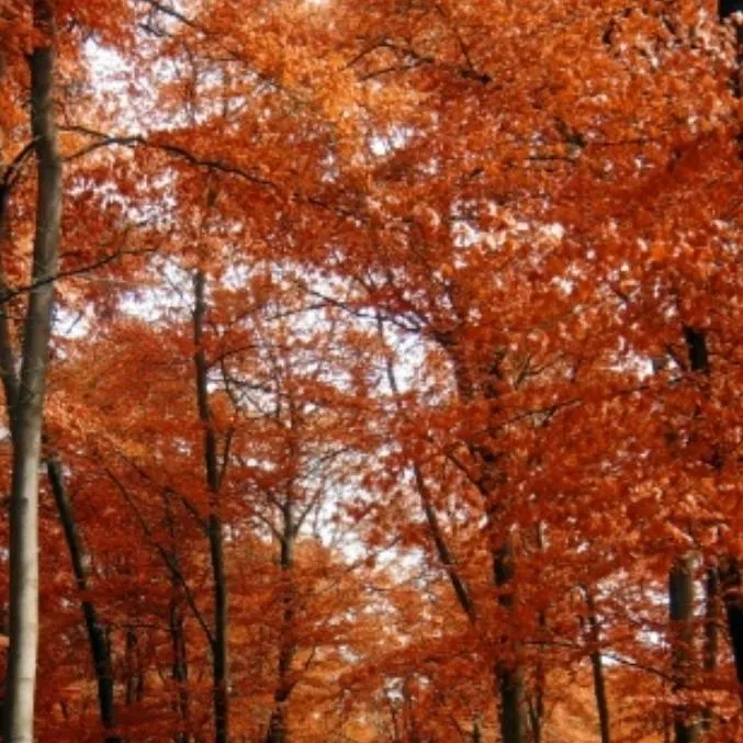 chat with ai character: Mels 