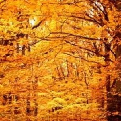 chat with ai character: Mels 