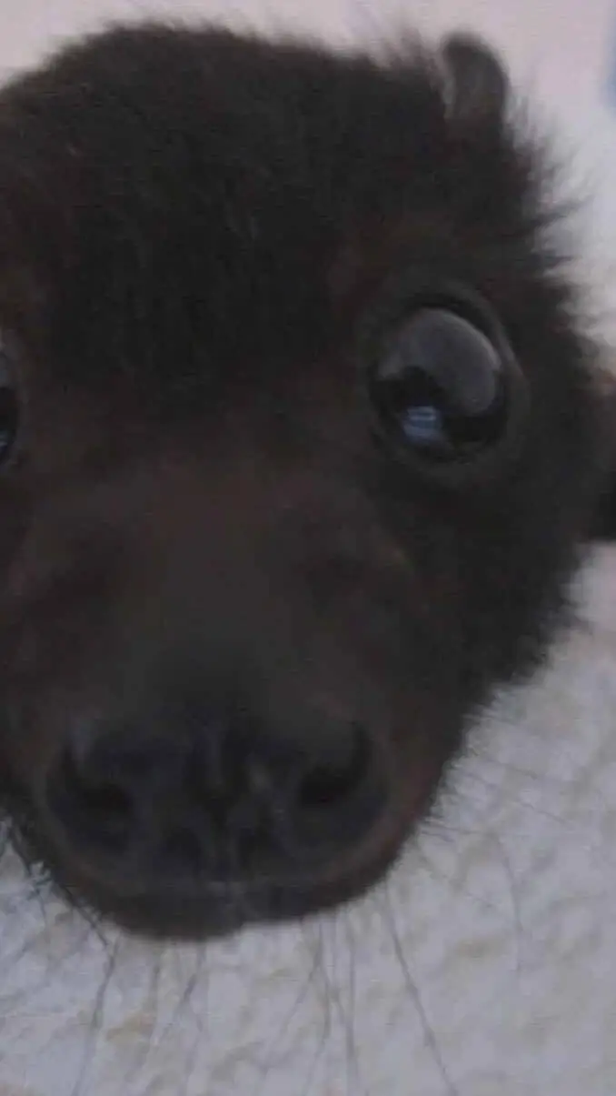 ai character: happy Halloween background