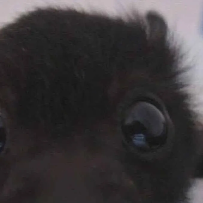 chat with ai character: happy Halloween