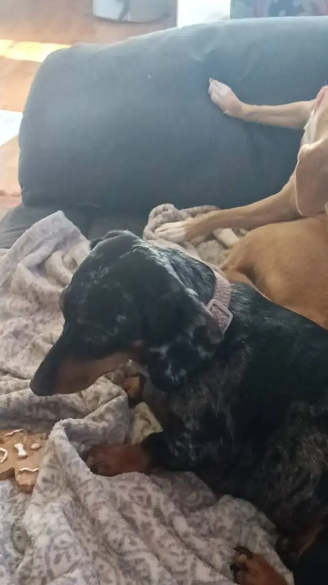 ai character: Sophie the dog background