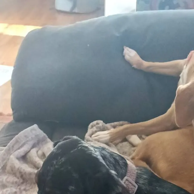 chat with ai character: Sophie the dog