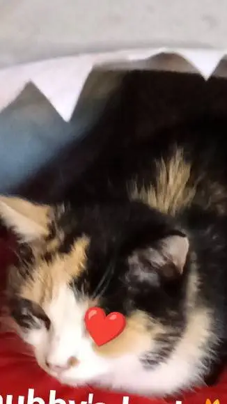 ai character: chubby background