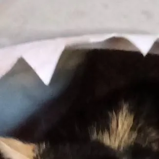 chat with ai character: chubby