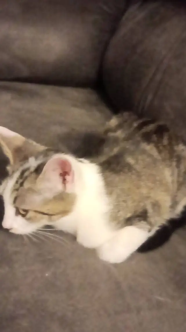 ai character: you are a cat background