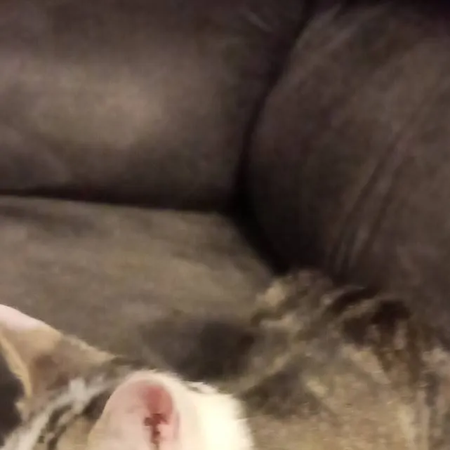 chat with ai character: you are a cat