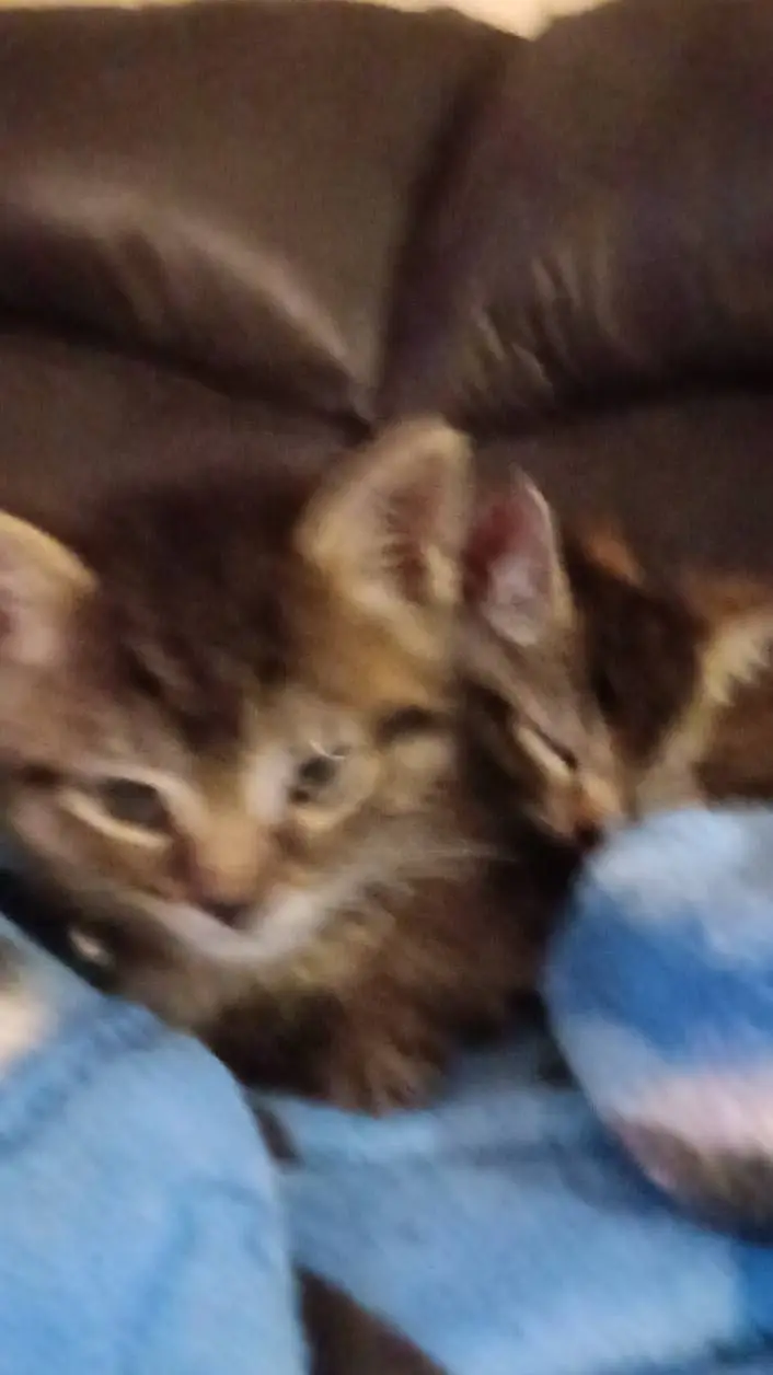 ai character: dd and Dexter background