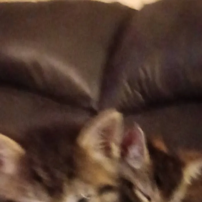 chat with ai character: dd and Dexter