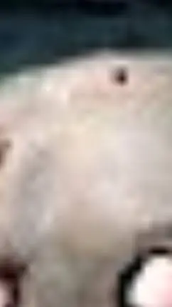 ai character: Granny background