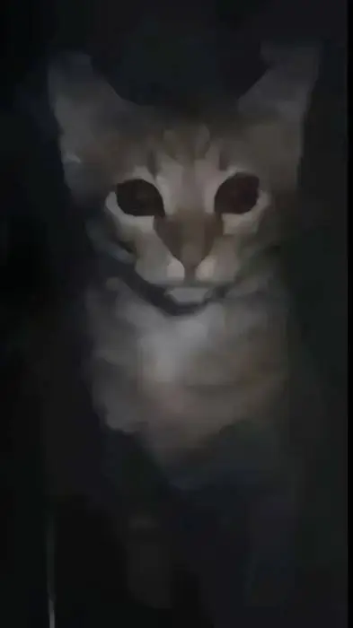 ai character: THE CAT UNDER BED  background